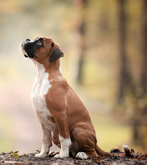 A melhor fotógrafa de cães é portuguesa