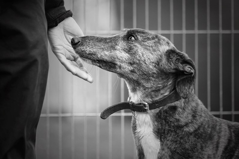 A melhor fotógrafa de cães é portuguesa