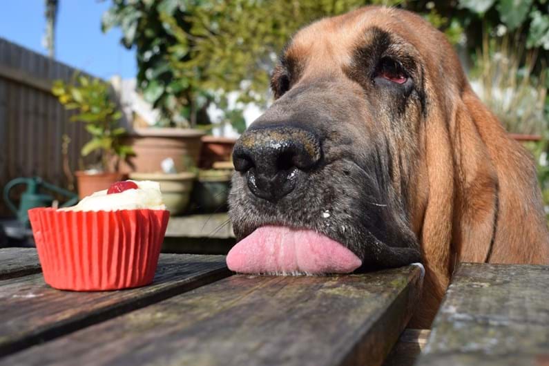 A melhor fotógrafa de cães é portuguesa