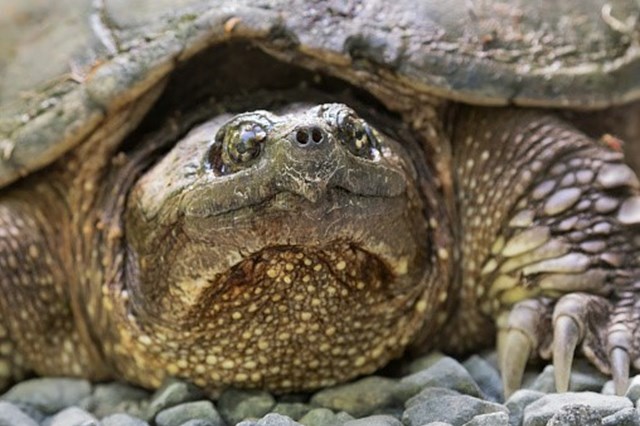 Encontrada Tartaruga Gigante Que Se Pensava Extinta H Anos Vida