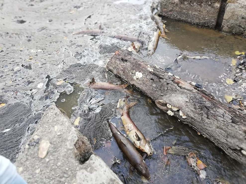 Centenas de peixes mortos retirados rio de Mirandela Portugal SÁBADO