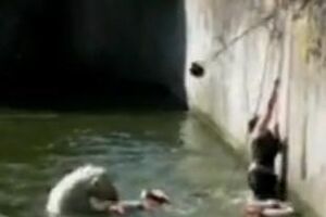 Mulher atacada por ursos polares