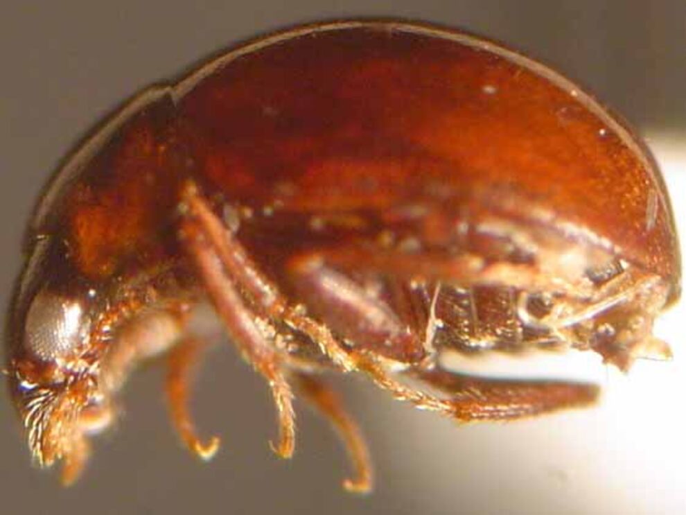 agathidium cheneyi