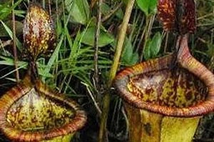 O líquen Obama e o caracol Becker