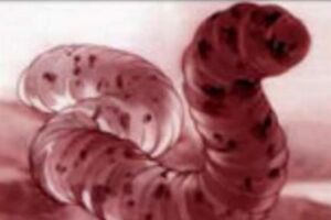 À caça da minhoca-gigante