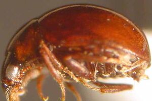agathidium cheneyi