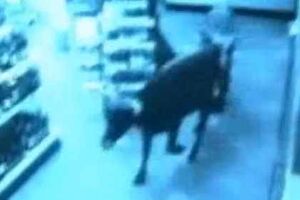 Vacas invadem loja nos EUA