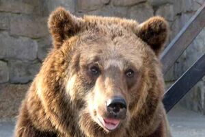 Urso ataca nove turistas