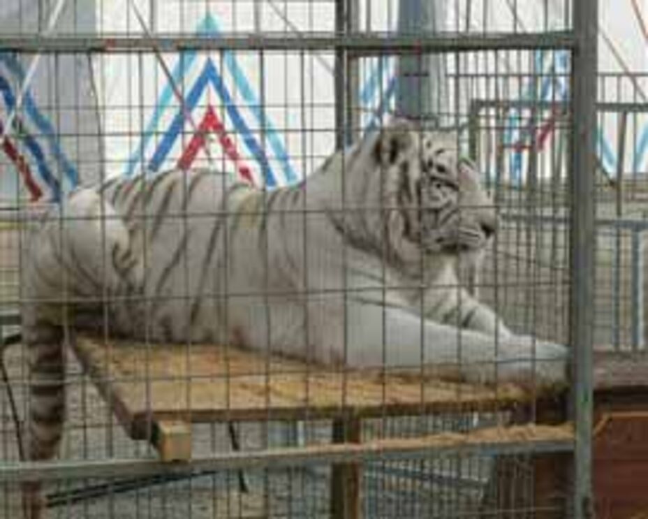 Circos com animais são proibidos