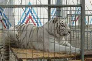 Circos com animais são proibidos