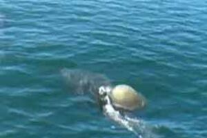 Golfinhos jogam futebol com uma alforreca