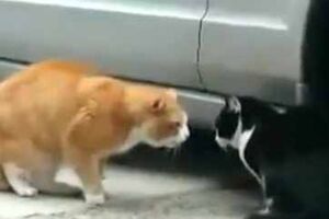 O melhor vídeo de humor do YouTube