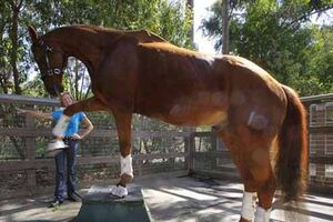 Este cavalo recebe 200 emails por dia