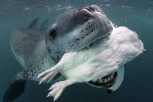 Foca alimenta fotógrafo