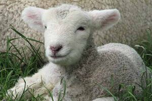 Arrotos de ovelhas destroem ambiente