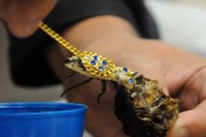 Jóia com escaravelho vivo foi interceptada