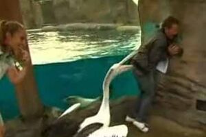 Pelicano ataca em directo