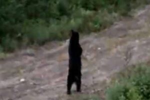 Urso anda como um homem (vídeo) 