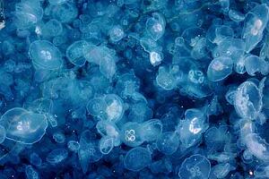 Descoberto primeiro animal imortal (vídeo)