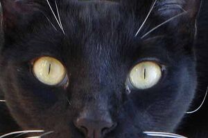 Gatos pretos