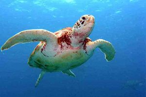 Tartaruga filma-se com câmara perdida no mar (vídeo)