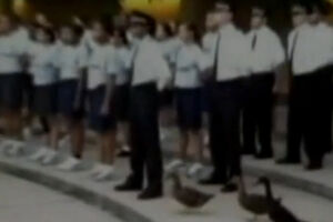 Patos-polícia em exercícios de treino (vídeo)