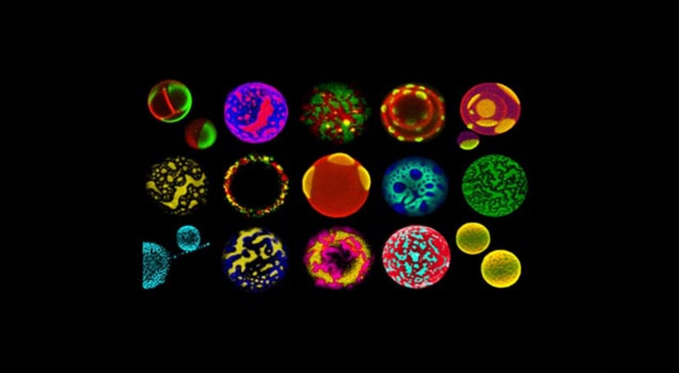 Nikon Small World
