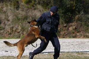 Os cães também sofrem de stress