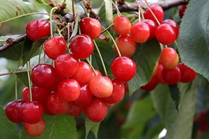 Como pode a cereja atacar o cancro da próstata?