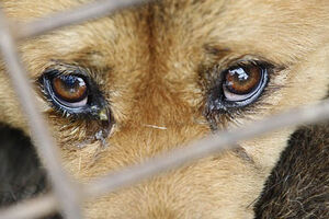 China: Cães traficados para restaurantes são salvos da morte