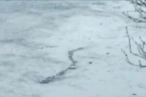 O monstro do Loch Ness islandês (vídeo)