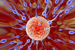 Cientistas criam óvulos humanos em laboratório 