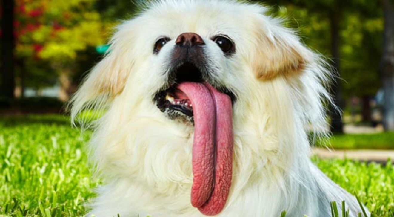 Os maiores recordes dos animais