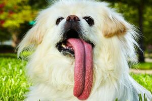 Os maiores recordes dos animais