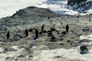 Google revela panorâmicas da Antártida