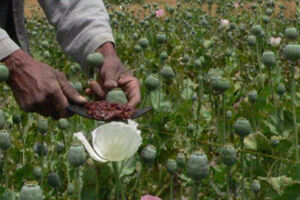 Afeganistão: Família de seis é viciada em ópio