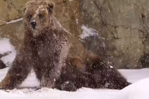 Animais do zoo de Chicago divertem-se com o primeiro nevão da época