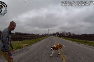 Polícia recupera cão encontrado a vaguear numa estrada em Ohio