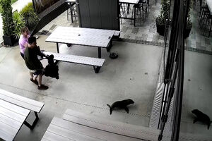 Foca bebé invade bar na Nova Zelândia  