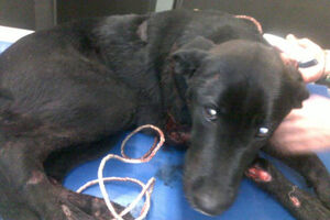 Todos querem ajudar o cão Sparky