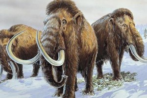 Criança de nove anos encontra dente de mamute 