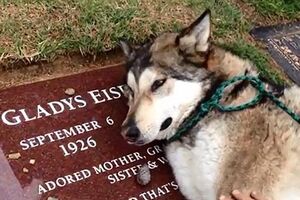 Este cão começou a chorar na campa do dono (vídeo)
