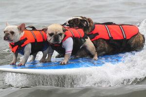 O seu cão sabe surfar? (vídeo)