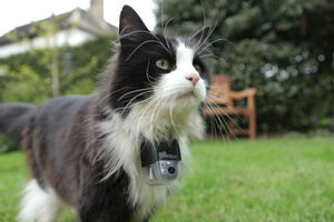 Este é o 'Big Brother' dos gatos