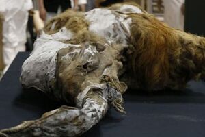 Este mamute tem 39 mil anos 