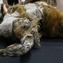 Cadáveres de mamutes congelados têm a capacidade de preservar a estrutura tridimensional do seu ADN