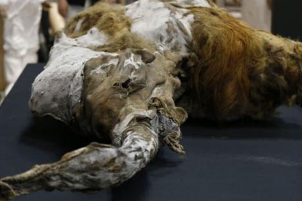 Este mamute tem 39 mil anos 