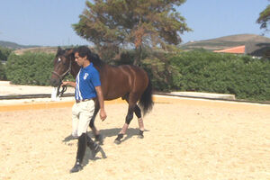 Os cavalos também fazem acupunctura (vídeo)