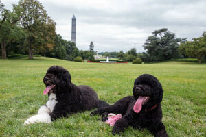 O novo cachorro dos Obama (vídeo)