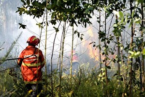 Incêndios: PCP ataca “anúncios” e “propaganda” do Governo